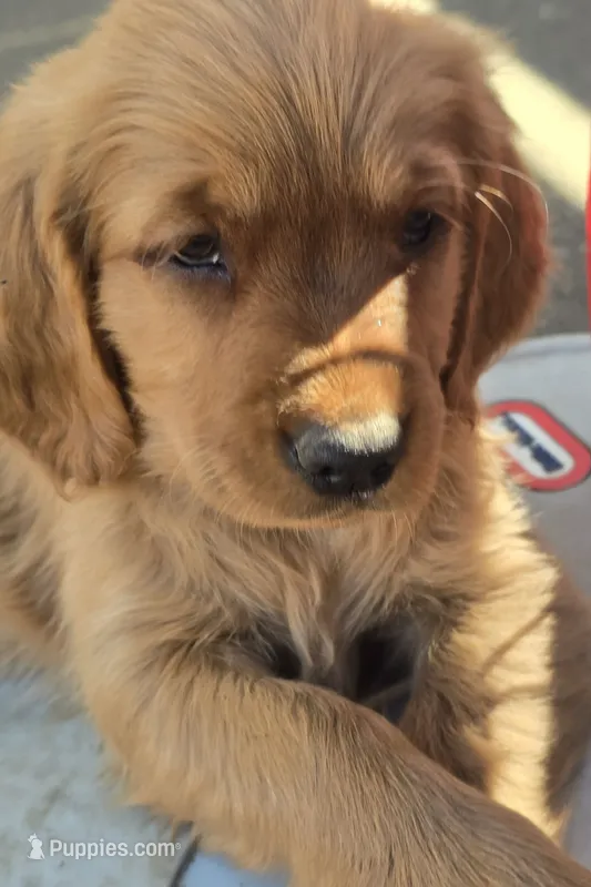 Salem dark pink – Golden Retriever puppy for sale in Lexington, SC