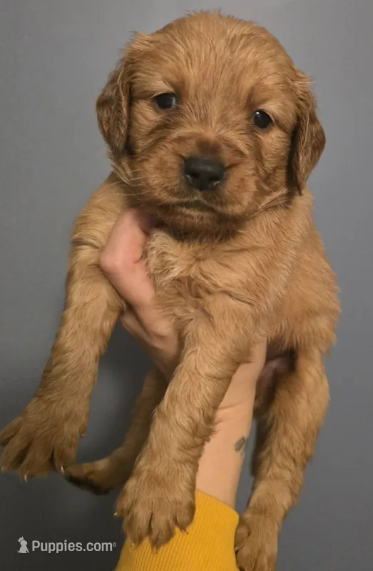 Pumpkin Purple  – Golden Retriever puppy for sale in Lexington, SC