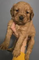 Pumpkin Purple , a female Golden Retriever for sale in Lexington, SC – 1 of 2