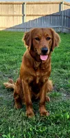 Soleil, a female Golden Retriever for sale in Lexington, SC – 2 of 10