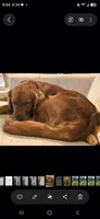 Soleil, a female Golden Retriever for sale in Lexington, SC – 5 of 10