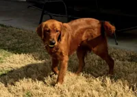 Soleil, a female Golden Retriever for sale in Lexington, SC – 6 of 10