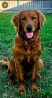 Luna Lime AKC, a female Golden Retriever for sale in Lexington, SC – 4 of 7