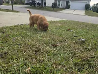 Boo Red AKC, a male Golden Retriever for sale in Lexington, SC – 4 of 5