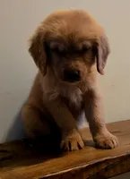 Smokey Brown Akc, a male Golden Retriever for sale in Lexington, SC – 5 of 5
