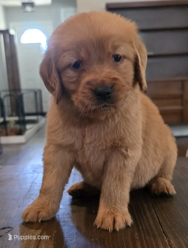 Shadow white AKC  – Golden Retriever puppy for sale in Lexington, SC