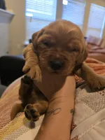 Akc dark red golden retriever litter , a female Golden Retriever for sale in Lexington, SC – 8 of 10