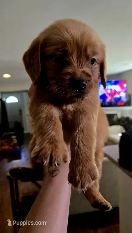 Salem dark pink – Golden Retriever puppy for sale in Lexington, SC