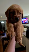 Salem dark pink, a female Golden Retriever for sale in Lexington, SC – 1 of 2