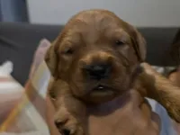 Akc dark red golden retriever litter , a female Golden Retriever for sale in Lexington, SC – 7 of 10