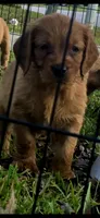 Salem dark pink, a female Golden Retriever for sale in Lexington, SC – 2 of 2