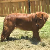 Soleil, a female Golden Retriever for sale in Lexington, SC – 7 of 10