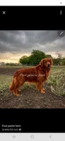 Shadow white AKC , a female Golden Retriever for sale in Lexington, SC – 3 of 5