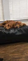 Soleil, a female Golden Retriever for sale in Lexington, SC – 4 of 10
