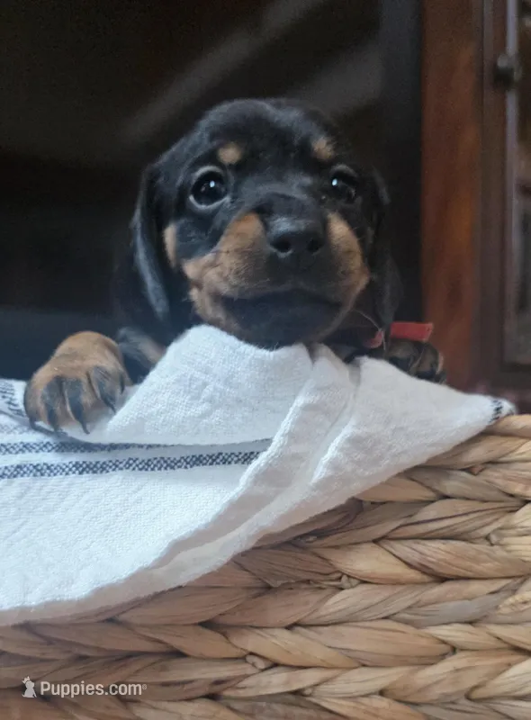 Mini  – Miniature Dachshund puppy for sale in Plainfield, IL