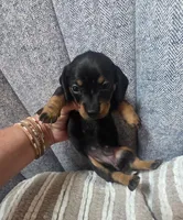 Mini , a female Miniature Dachshund for sale in Plainfield, IL – Photo 2 of 3