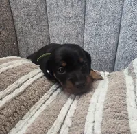 Mini , a female Miniature Dachshund for sale in Plainfield, IL – Photo 3 of 3