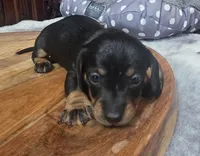 Mia , a female Miniature Dachshund for sale in Plainfield, IL – Photo 3 of 3