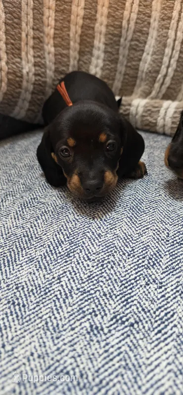 Mia  – Miniature Dachshund puppy for sale in Plainfield, IL