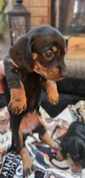 Mia , a female Dachshund for sale in Plainfield, IL – Photo 5 of 7