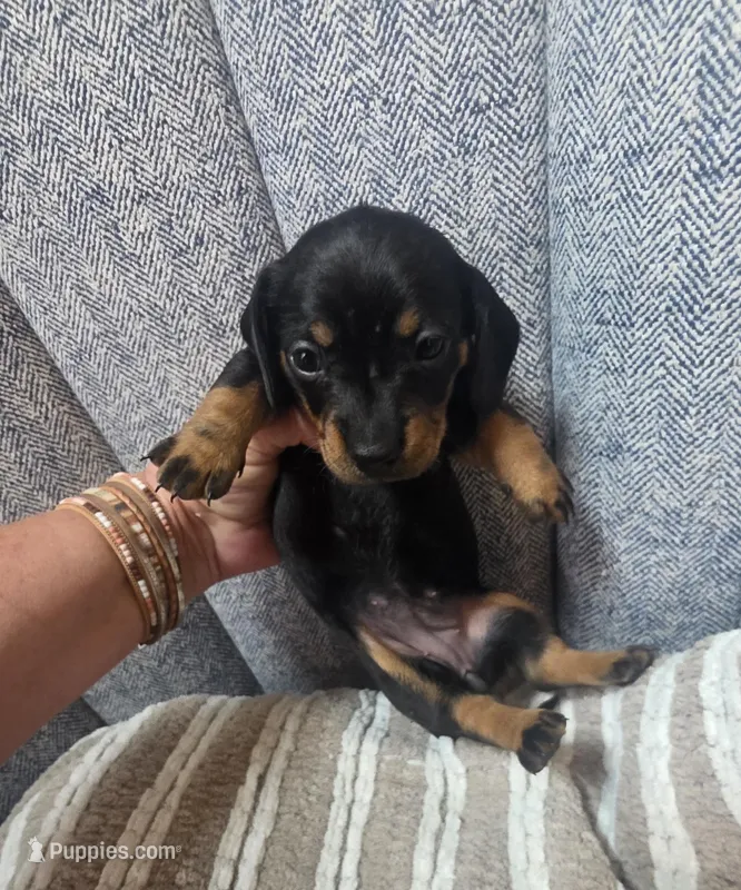 Mia  – Dachshund puppy for sale in Plainfield, IL