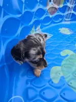 Blue eyes , a female Miniature Dachshund for sale in Plainfield, IL – Photo 2 of 4