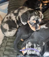 Blue eyes , a female Miniature Dachshund for sale in Plainfield, IL – Photo 3 of 4