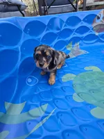 Blue eyes , a female Miniature Dachshund for sale in Plainfield, IL – Photo 4 of 4