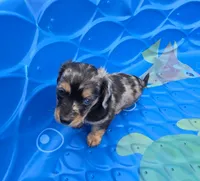Blue eyes , a female Miniature Dachshund for sale in Plainfield, IL – Photo 1 of 4