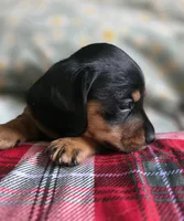 Star, a female Miniature Dachshund for sale in Plainfield, IL – Photo 2 of 3