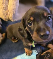 Star, a female Miniature Dachshund for sale in Plainfield, IL – Photo 3 of 3