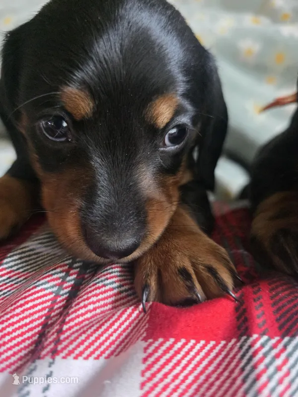 Star – Miniature Dachshund puppy for sale in Plainfield, IL