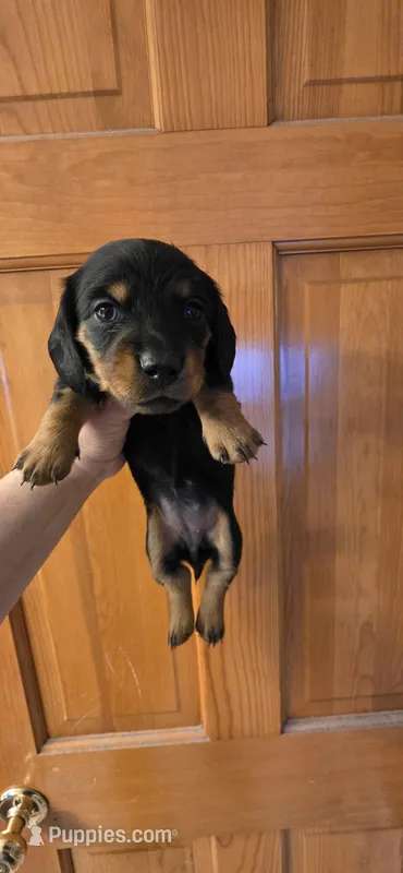 Mini – Dachshund puppy for sale in Plainfield, IL