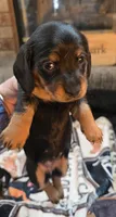 Mini, a female Dachshund for sale in Plainfield, IL – Photo 4 of 4