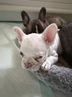 Blue eyes, a female French Bulldog for sale in Suncook, NH – 6 of 6