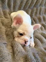Cream girl, a female French Bulldog for sale in Suncook, NH – 3 of 4