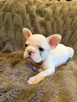 Cream girl, a female French Bulldog for sale in Suncook, NH – 4 of 4