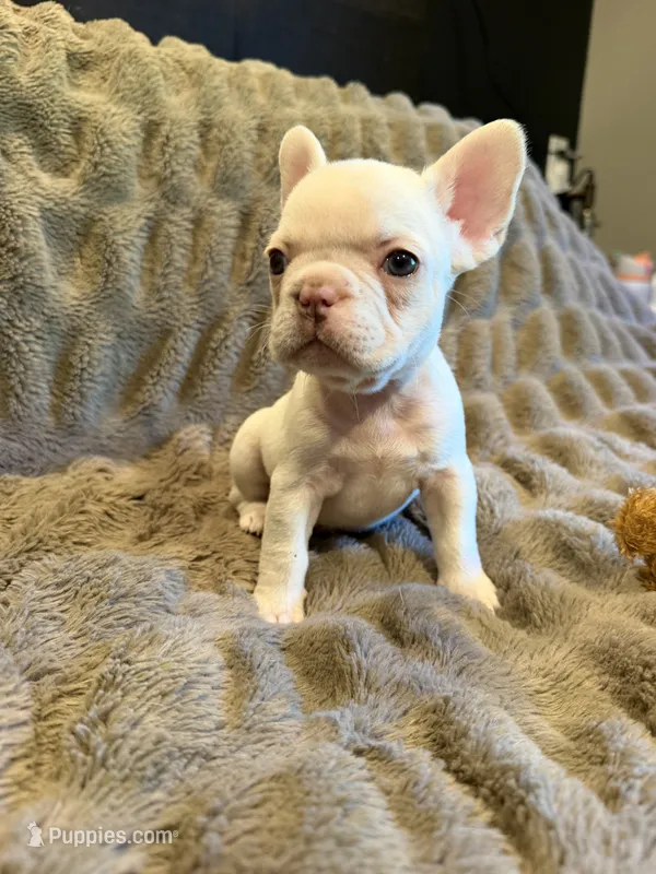 Platinum girl – French Bulldog puppy for sale in Suncook, NH