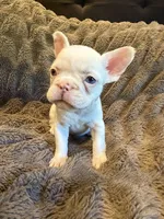 Blue eyes, a female French Bulldog for sale in Suncook, NH – 5 of 6