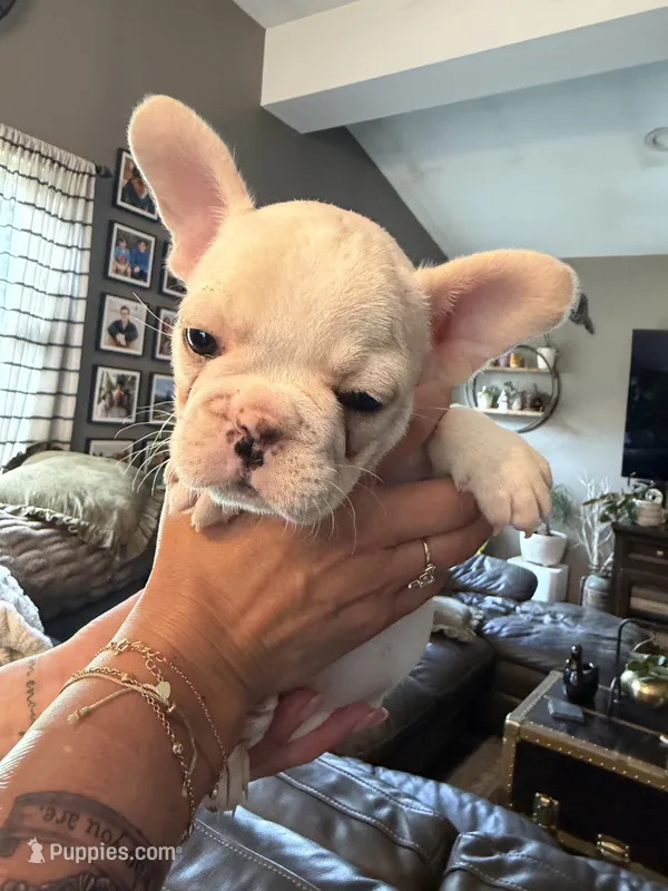 Cream girl – French Bulldog puppy for sale in Suncook, NH