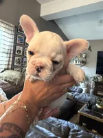 Cream girl, a female French Bulldog for sale in Suncook, NH – 1 of 4