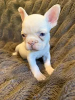 Blue eyes, a female French Bulldog for sale in Suncook, NH – 4 of 6