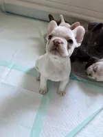 Platinum girl, a female French Bulldog for sale in Suncook, NH – 2 of 4