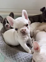 Platinum girl, a female French Bulldog for sale in Suncook, NH – 3 of 4