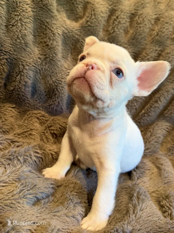 Blue eyes – French Bulldog puppy for sale in Suncook, NH