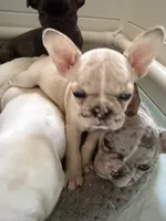 Fawn Merle girl, a female French Bulldog for sale in Suncook, NH – 3 of 3