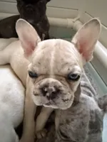 Fawn Merle girl, a female French Bulldog for sale in Suncook, NH – 2 of 3