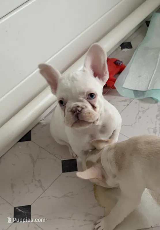 Blue eyes – French Bulldog puppy for sale in Suncook, NH