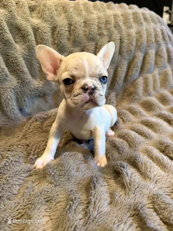 Fawn Merle girl – French Bulldog puppy for sale in Suncook, NH