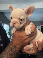 Blue eyes, a female French Bulldog for sale in Suncook, NH – 2 of 6